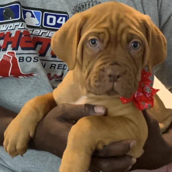 French Mastiff Profile