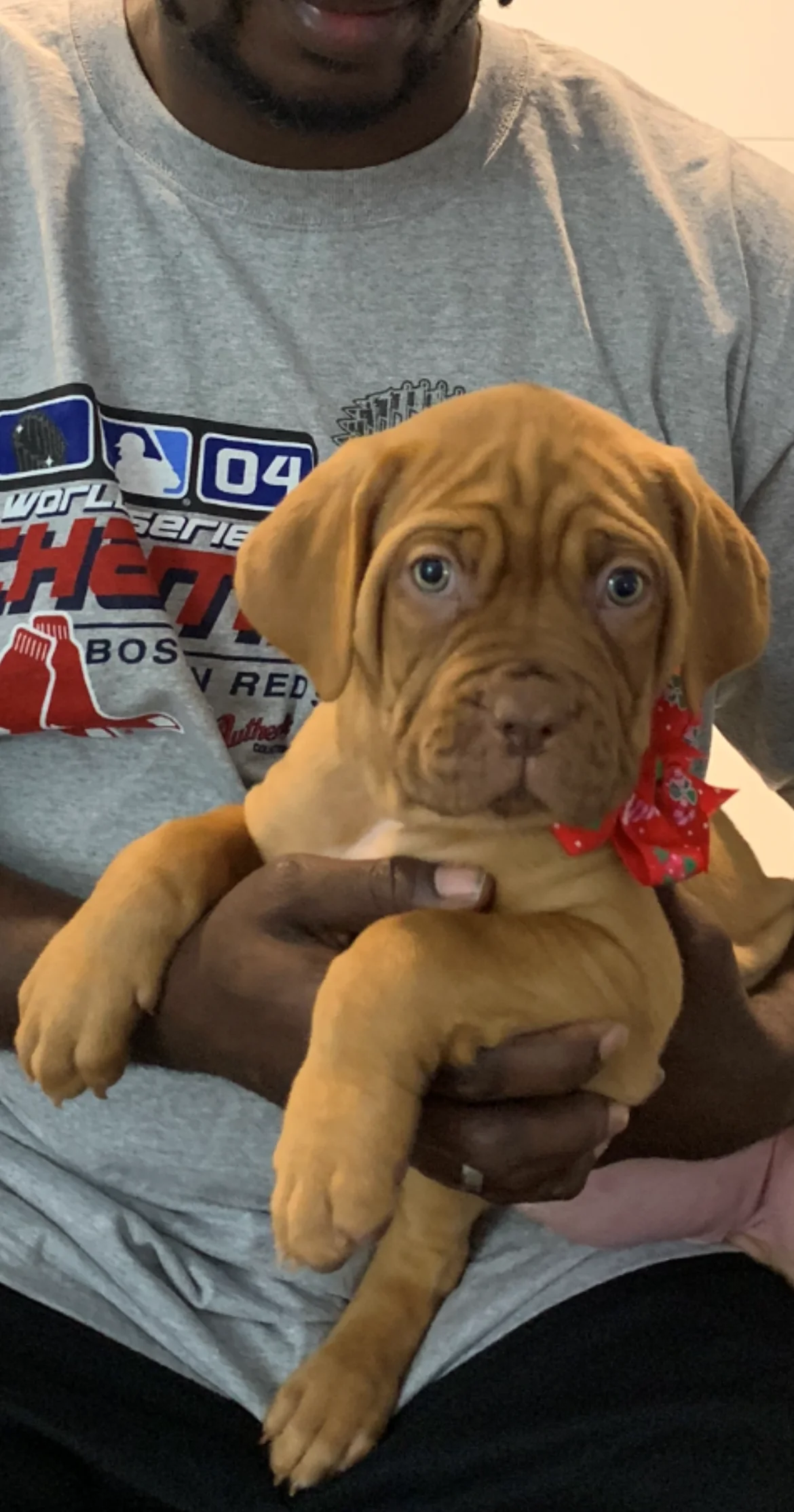 French Mastiff puppy