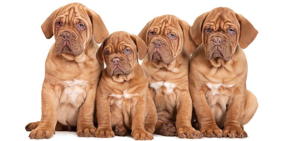 French Mastiff Breeding Services